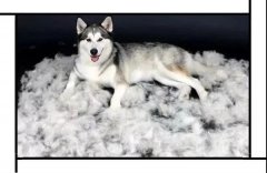 毛質差、過度脫毛？華興重磅推出犬美毛處方糧
